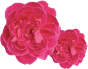 Rose de Damas