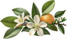Fleur d'oranger