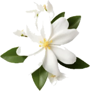 Jasmin